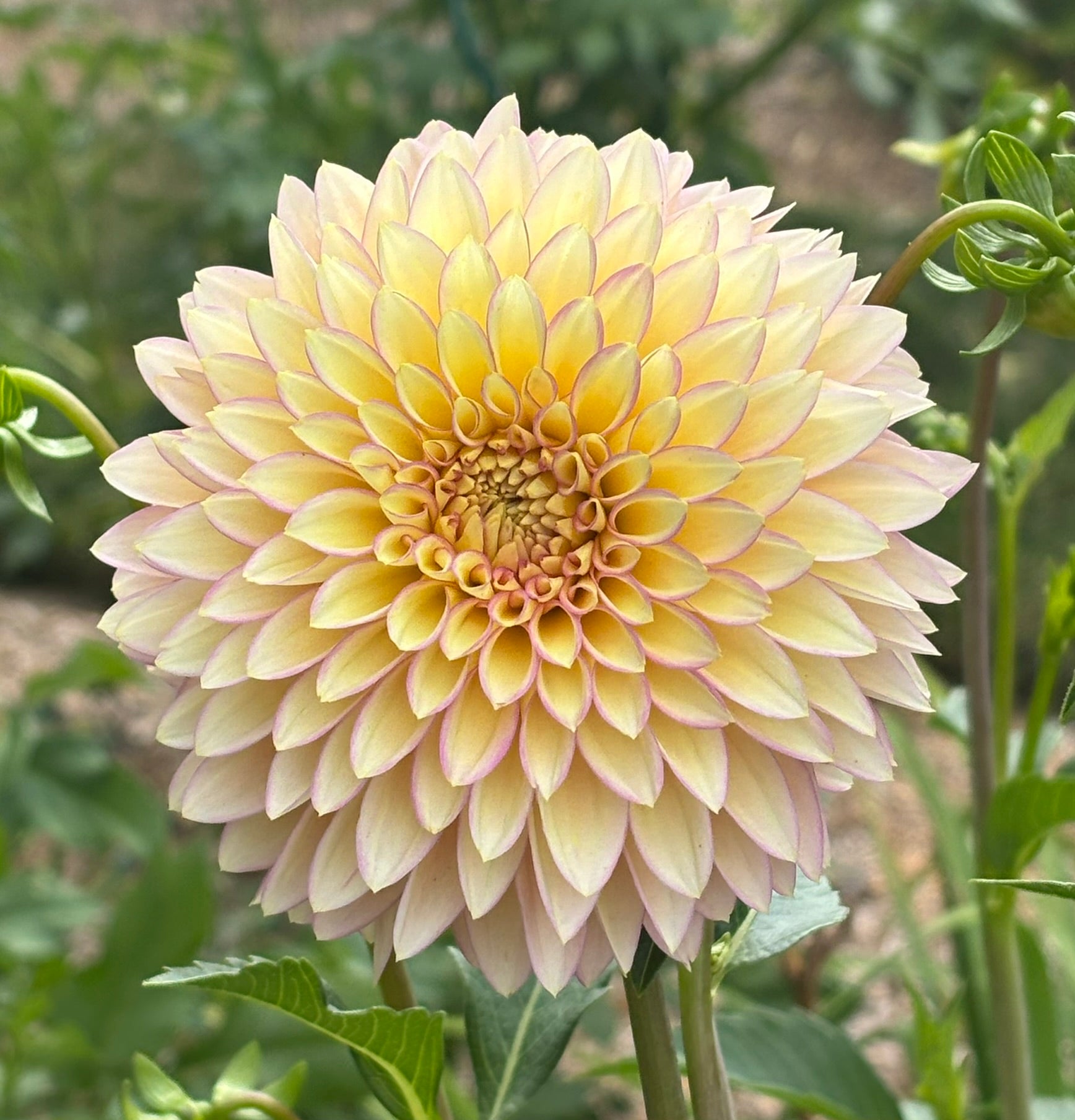 Bloomquist Blush