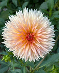 Lakeview Peach Fuzz