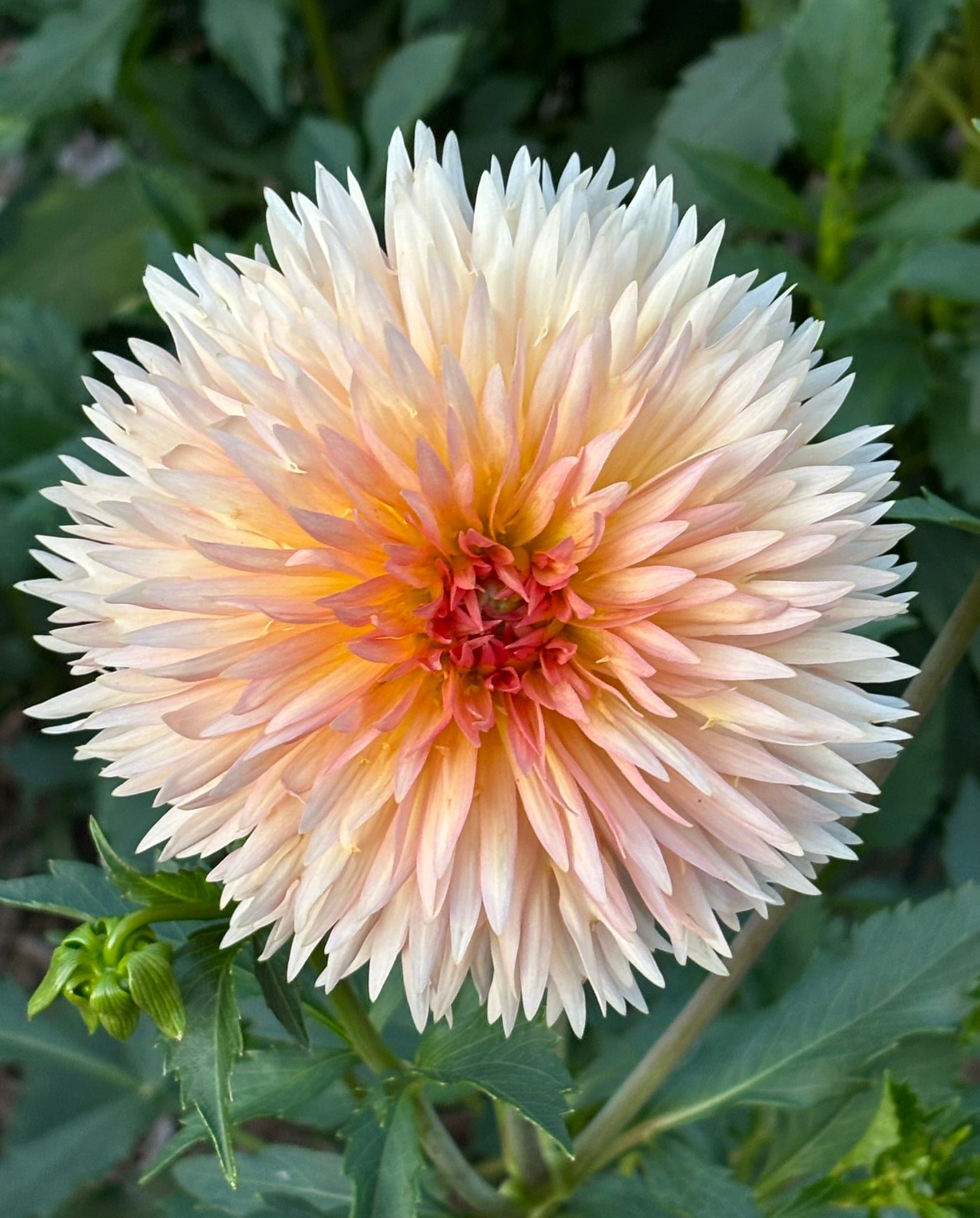 Lakeview Peach Fuzz