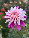 Budapest Blush