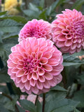 Bracken Rose (Ruse)