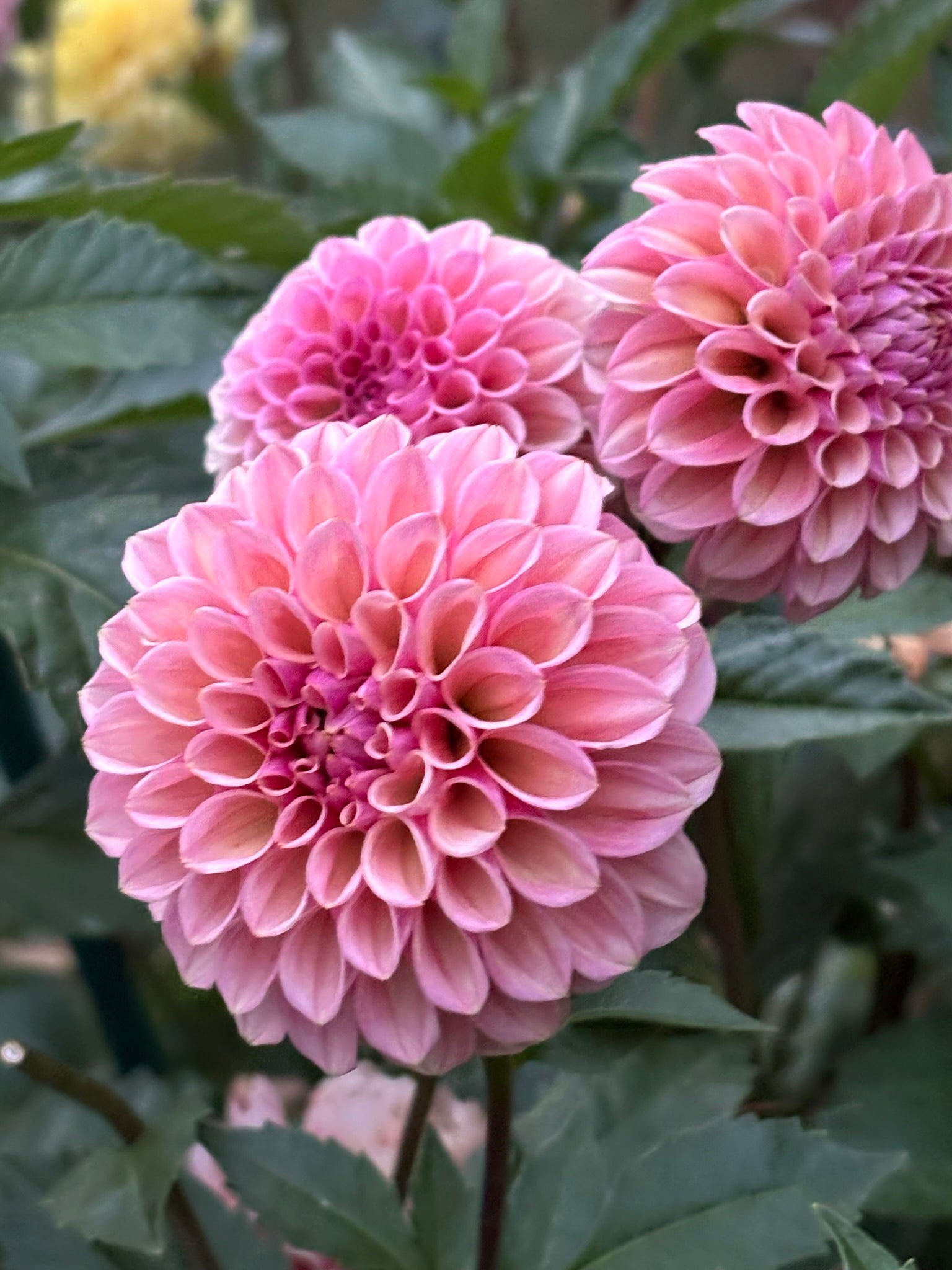 Bracken Rose (Ruse)