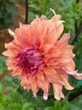 Terracotta