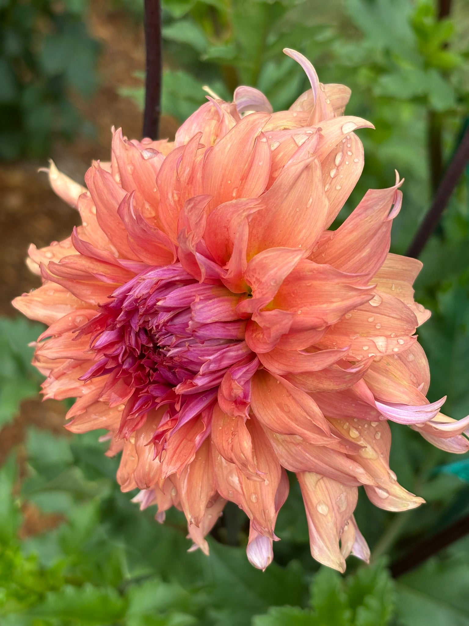 Terracotta