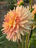 Clearview Louise